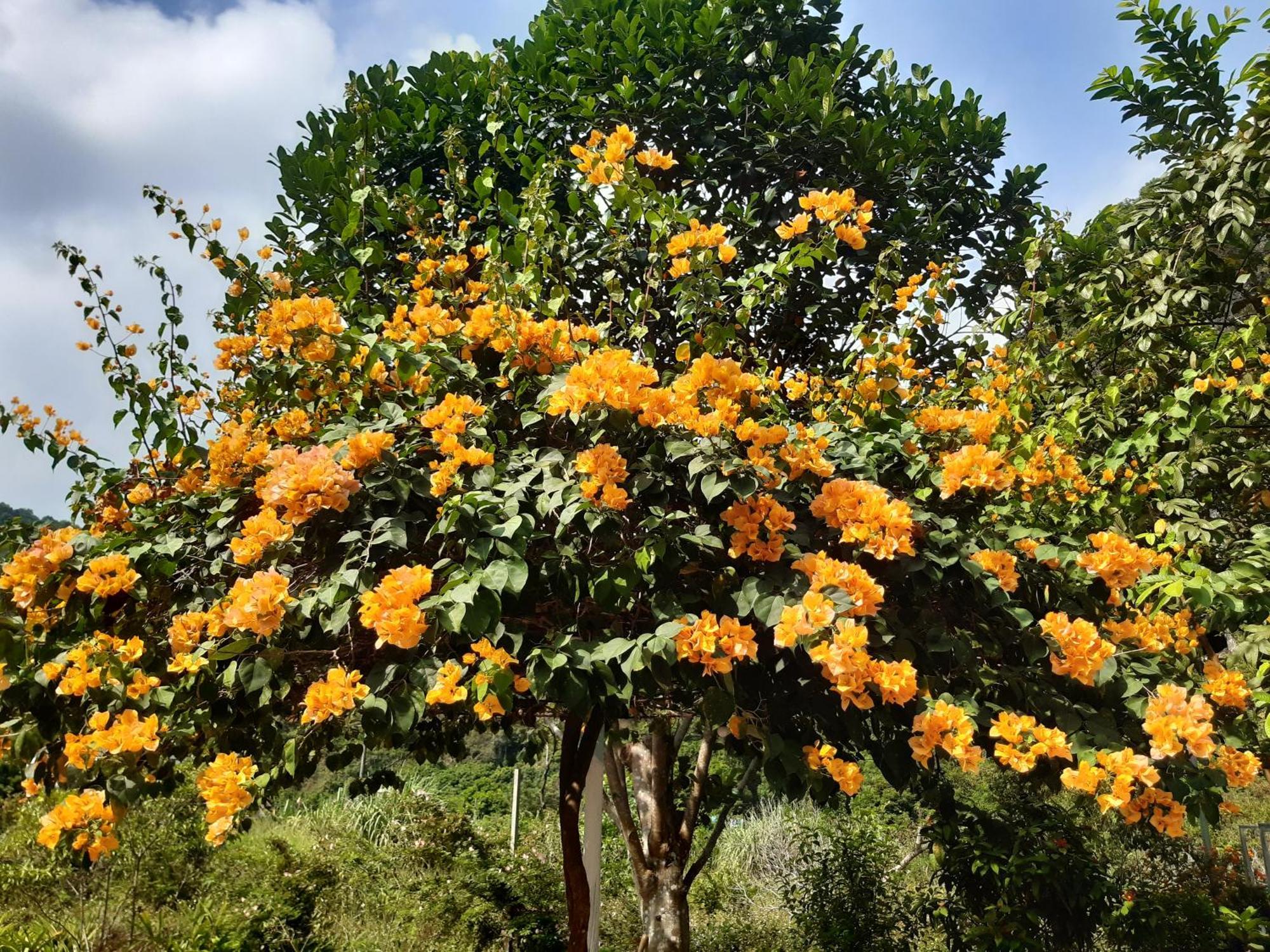 Xuan Dam Central Hills Cat Ba מראה חיצוני תמונה